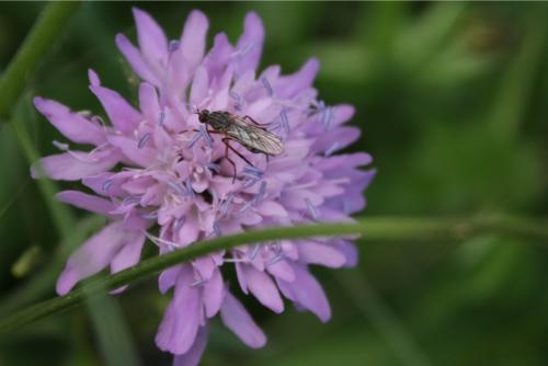 Empis so.